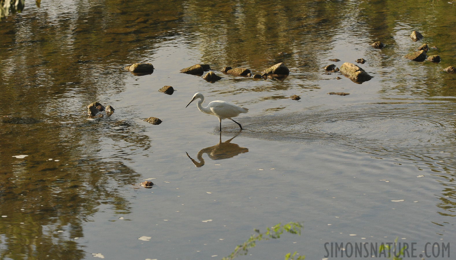 Egretta garzetta garzetta [360 mm, 1/2500 Sek. bei f / 8.0, ISO 1600]